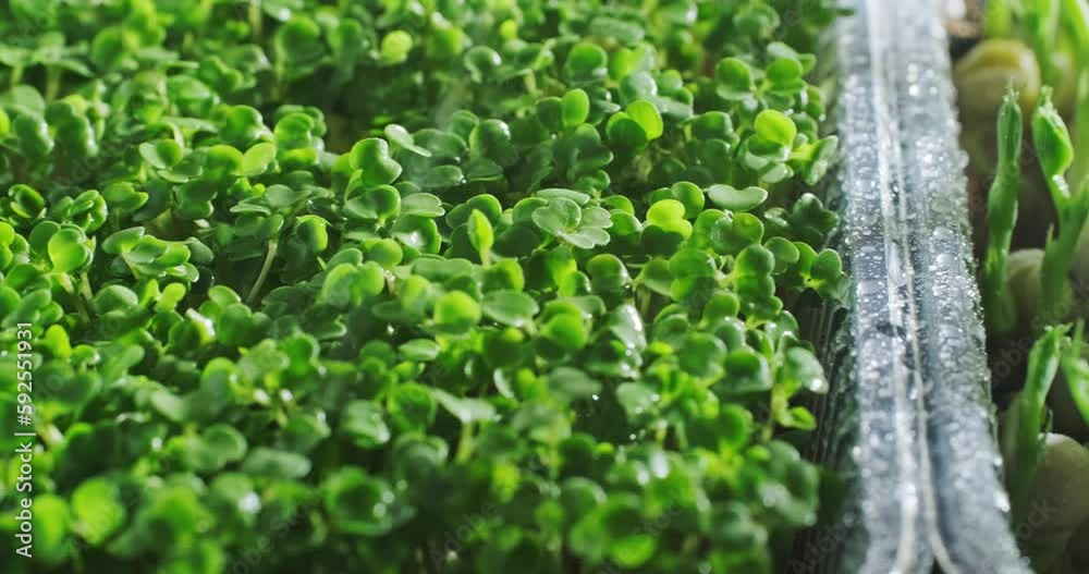 Watering Arugula microgreens, sweet pea micro green, fresh seedlings growing in plastic containers, healthy greenery, edible herbs planted on windowsill, close up slow motion video clip, 4k footage Watering Arugula microgreens, sweet pea micro green, fresh seedlings growing in plastic containers, healthy greenery, edible herbs planted on windowsill, close up slow motion video clip, 4k footage