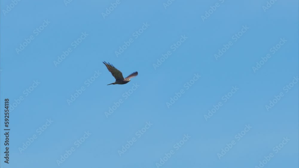 サシバ成鳥の飛翔 サシバ成鳥の飛翔