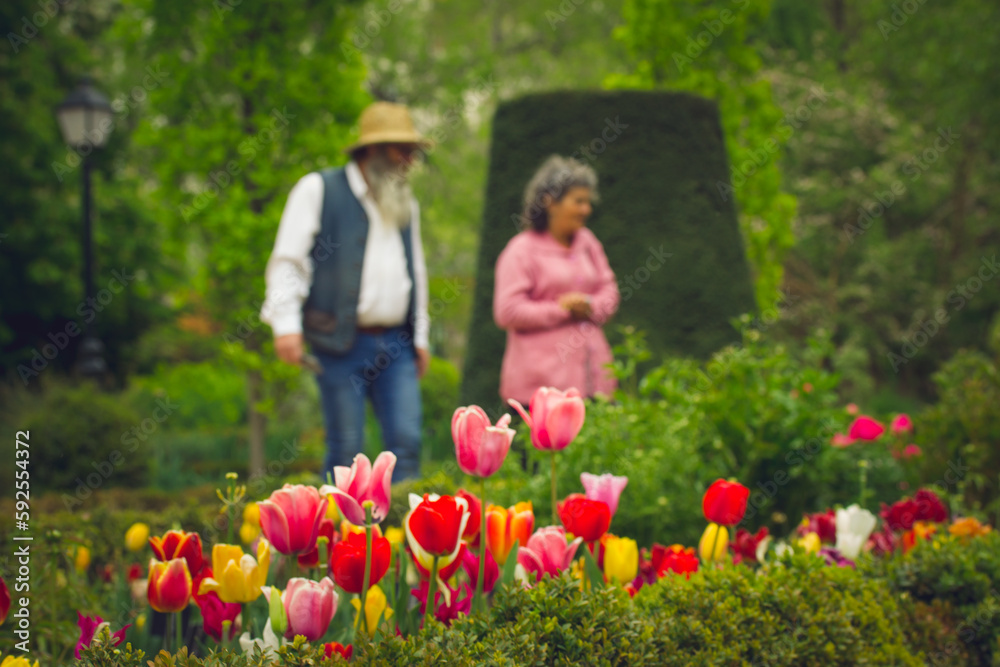 Senior people admiring tulips flowers in botanical garden in spring. Blurred photo of man, woman among landscaped bushes, trees looking at bulb flowers growing in flowerbed. Tulip festival springtime. Senior people admiring tulips flowers in botanical garden in spring. Blurred photo of man, woman among landscaped bushes, trees looking at bulb flowers growing in flowerbed. Tulip festival springtime.