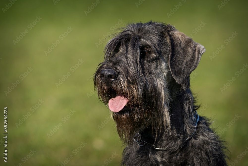 schnauzer dog portrait on the grass