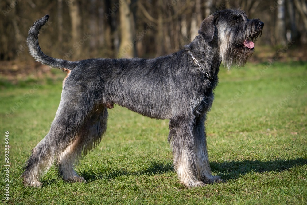 schnauzer dog on the grass