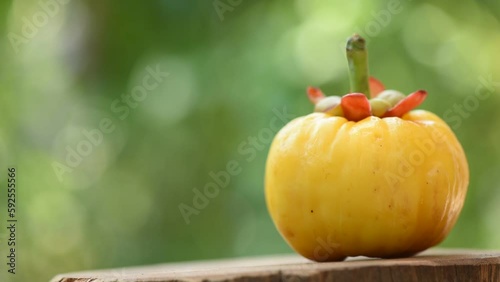 Garcinia atroviridis or Garcinia fruit on nature background. photo