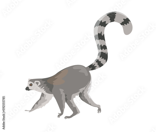 Concept Fauna animal lemur. This is a flat vector illustration depicting a lemur  an exotic animal native to Madagascar. Vector illustration.