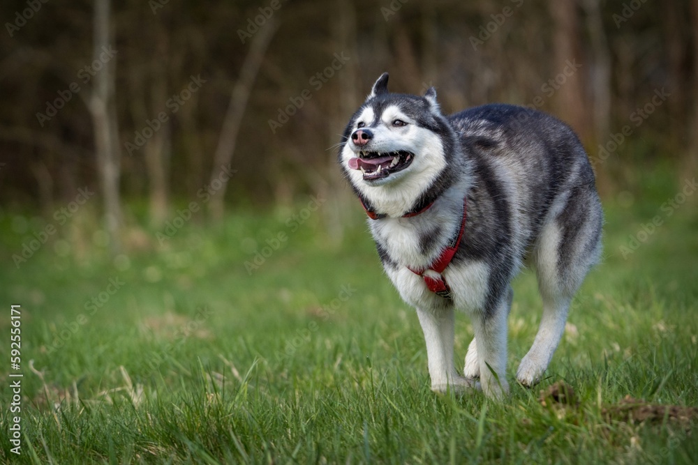 Siberian dog in action in the grass