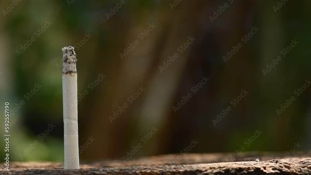 Cigarettes and smoke on nature background.World No Tobacco Day concept. Cigarettes and smoke on nature background.World No Tobacco Day concept.