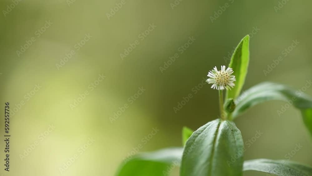 False daisy or erclipta prostrata flower on nature background.