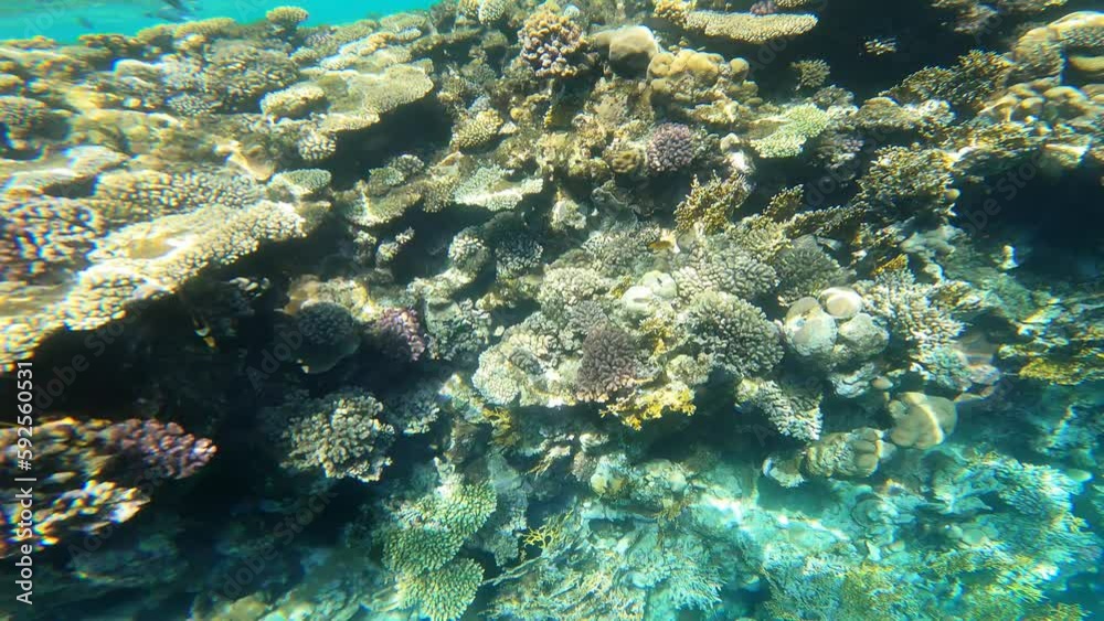 coral reef and fish coral reef and fish