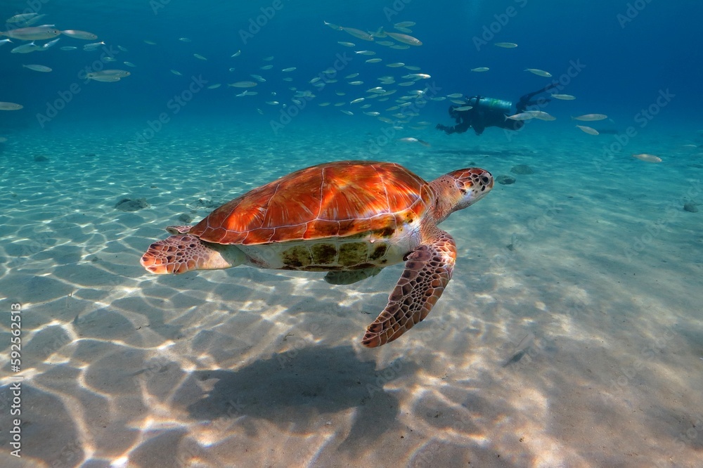 Fototapeta premium Swimming green sea turtle a and scuba diver photographer in the background. Tropical shallow sea with fish and turtle. Marine life and scuba diver, underwater photography.
