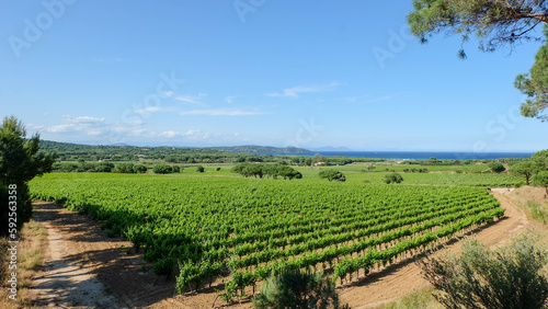 Cote d Azur in Frankreich mit Plach de Pampelonne bei St. Tropez und Weinreben