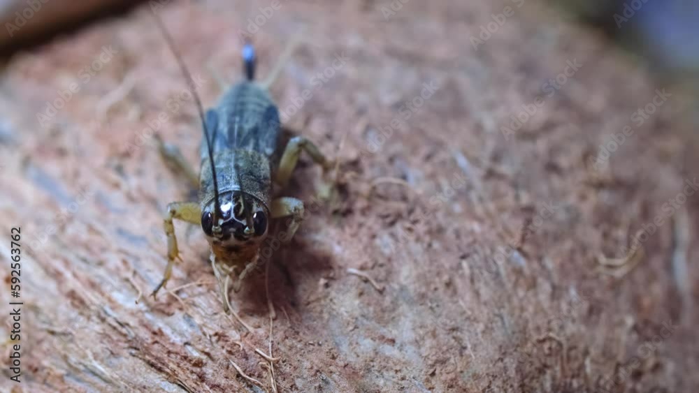 Cricket close-up. Insect pests eating crops, locusts. Asian food, raising crickets for protein consumption. Cricket close-up. Insect pests eating crops, locusts. Asian food, raising crickets for protein consumption.