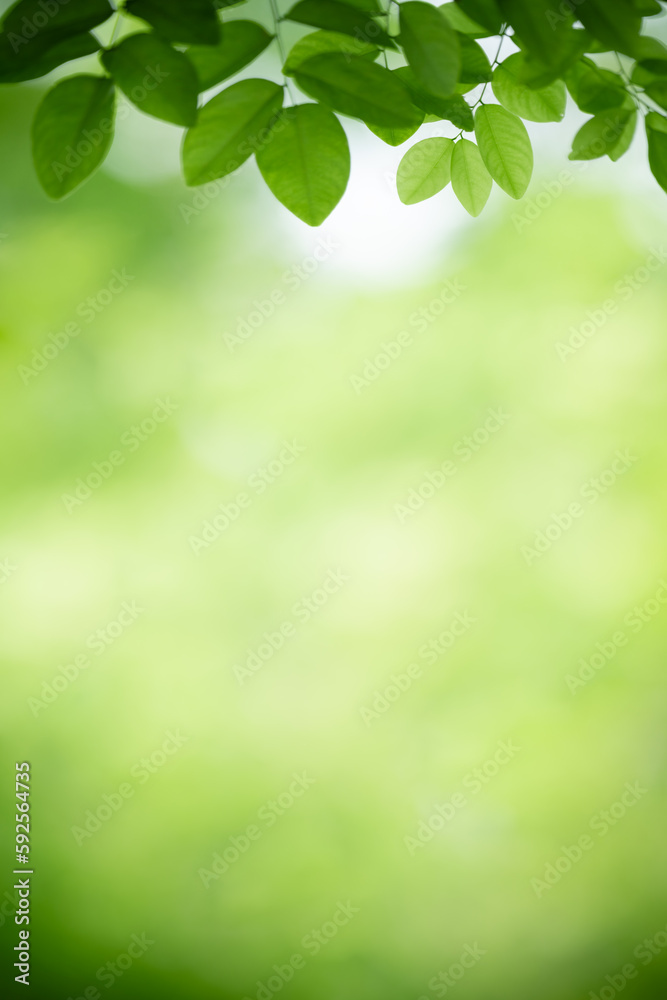 Obraz premium Natural green leaf texture with sun light use for nature background wallpaper cover page 