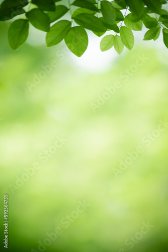 Natural green leaf texture with sun light use for nature background wallpaper cover page 