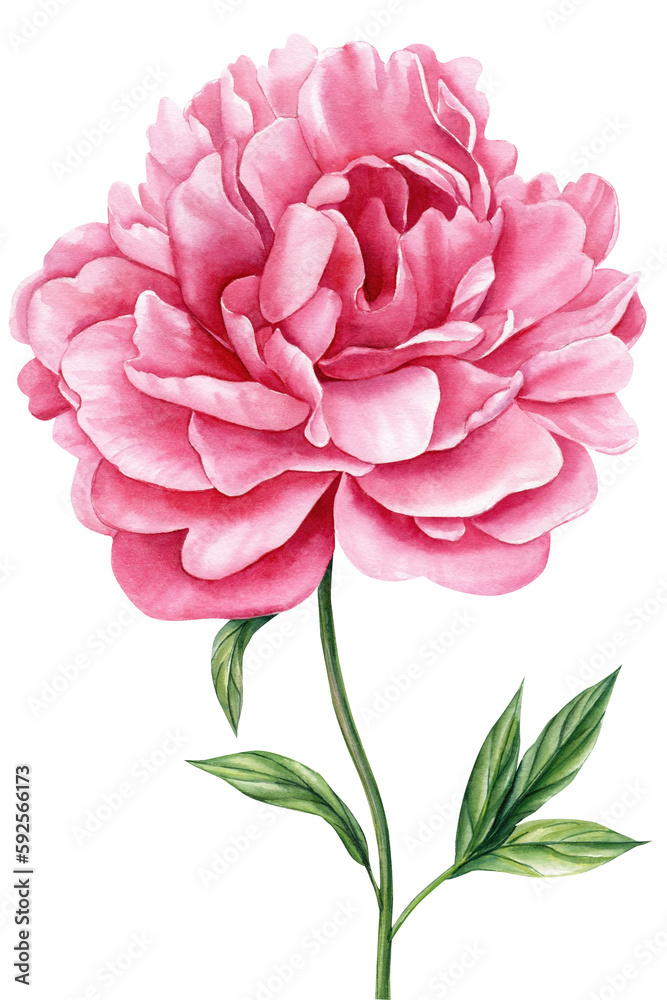 Peony isolated white background. Watercolor flora illustration. summer flower for poster, invitation and greeting card 