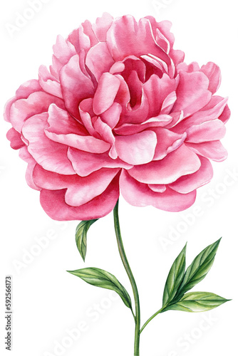 Peony isolated white background. Watercolor flora illustration. summer flower for poster  invitation and greeting card 