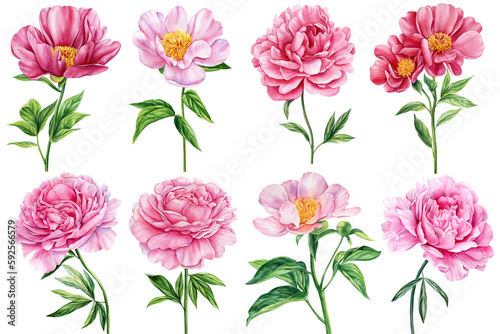 Peonies on white isolated background. Watercolor pink Flowers set. Watercolour floral illustration