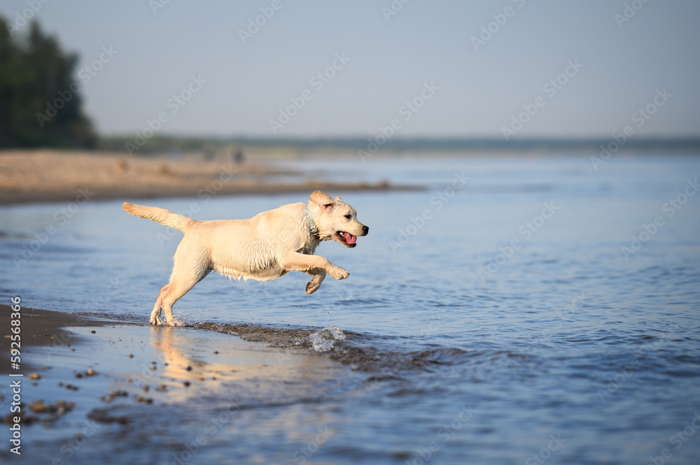 happy labrador puppy in a collar running into  water on a beach