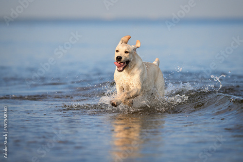 happy labrador puppy running in the sea © otsphoto