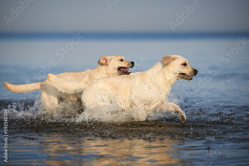 Fototapeta Naklejka Na Ścianę i Meble -  two happy labrador dogs running in the water