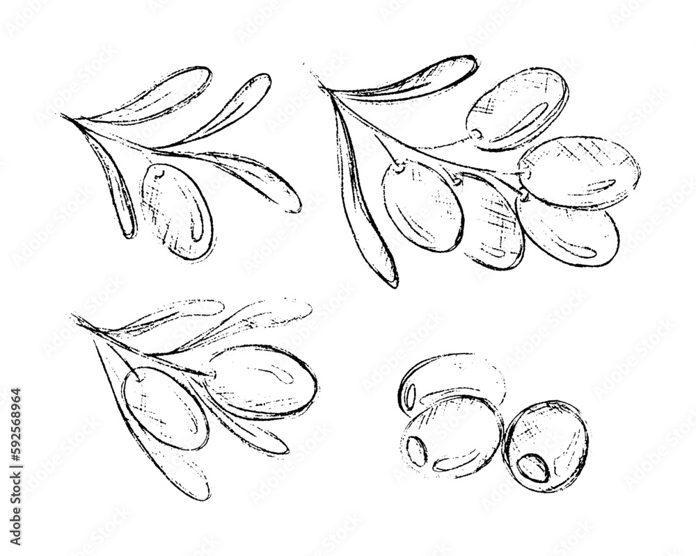 Fototapeta premium Olive branch. Hand drawn sketch leaves and berries. Mediterranean flora. Agriculture plants. Foliage sketch art. Greek botanical engraving elements set. Vegetarian oil. Vector illustration