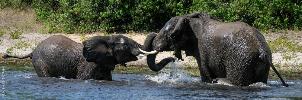 Panorama of African elephants fighting in river