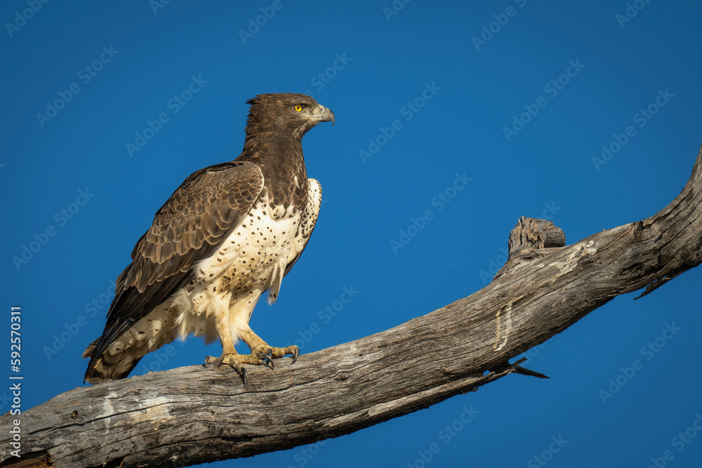 Martial eagle on branch against blue sky Martial eagle on branch against blue sky
