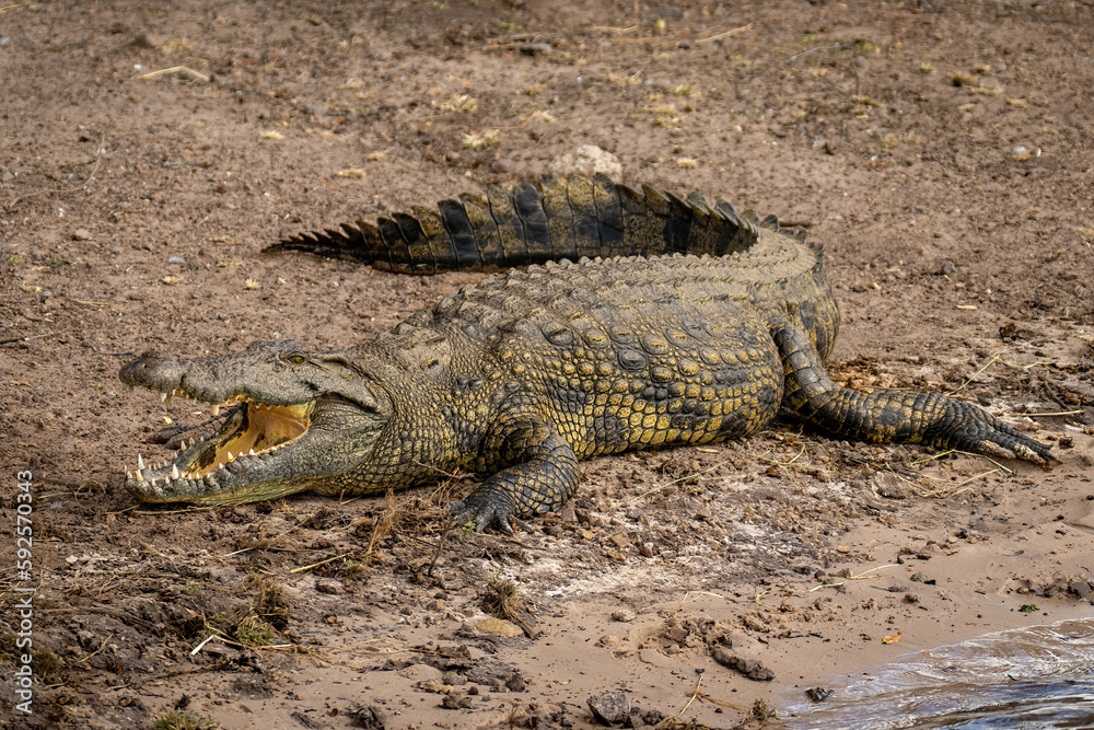 Nile crocodile lies on beach opening mouth Nile crocodile lies on beach opening mouth