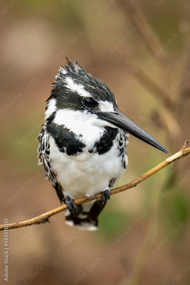 Pied kingfisher on thin branch watching camera Pied kingfisher on thin branch watching camera