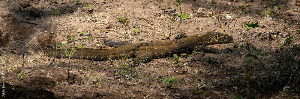Panorama of Nile monitor lying on ground