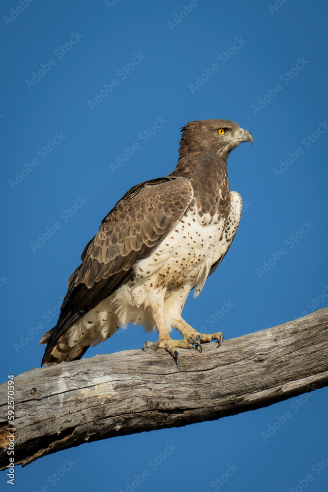 Martial eagle on branch with blue sky Martial eagle on branch with blue sky