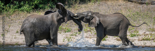 Photography Panorama of African elephants playing in water