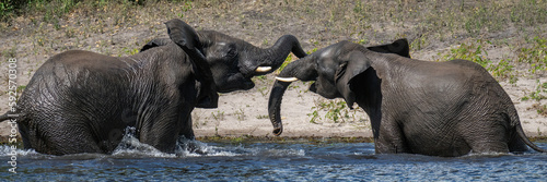 Photography Panorama of African elephants wrestling in water