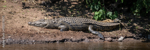 Panorama of Nile crocodile on sunlit riverbank