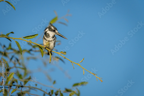 Pied kingfisher on thin branch looking down
