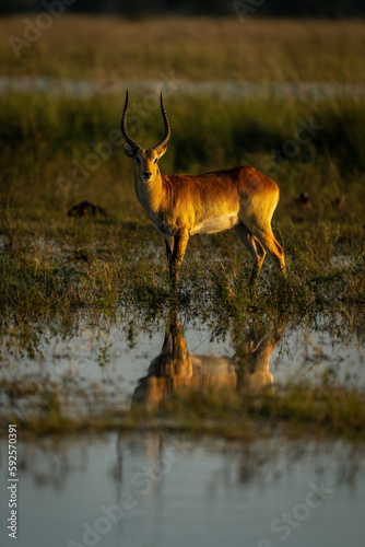 Male red lechwe stands staring in marshes