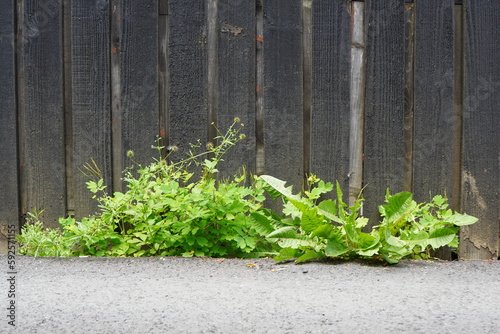 Green wild weeds (chelidonium majus, taraxacum officinale, galium aparine) grown through asphalt near old wooden fence 