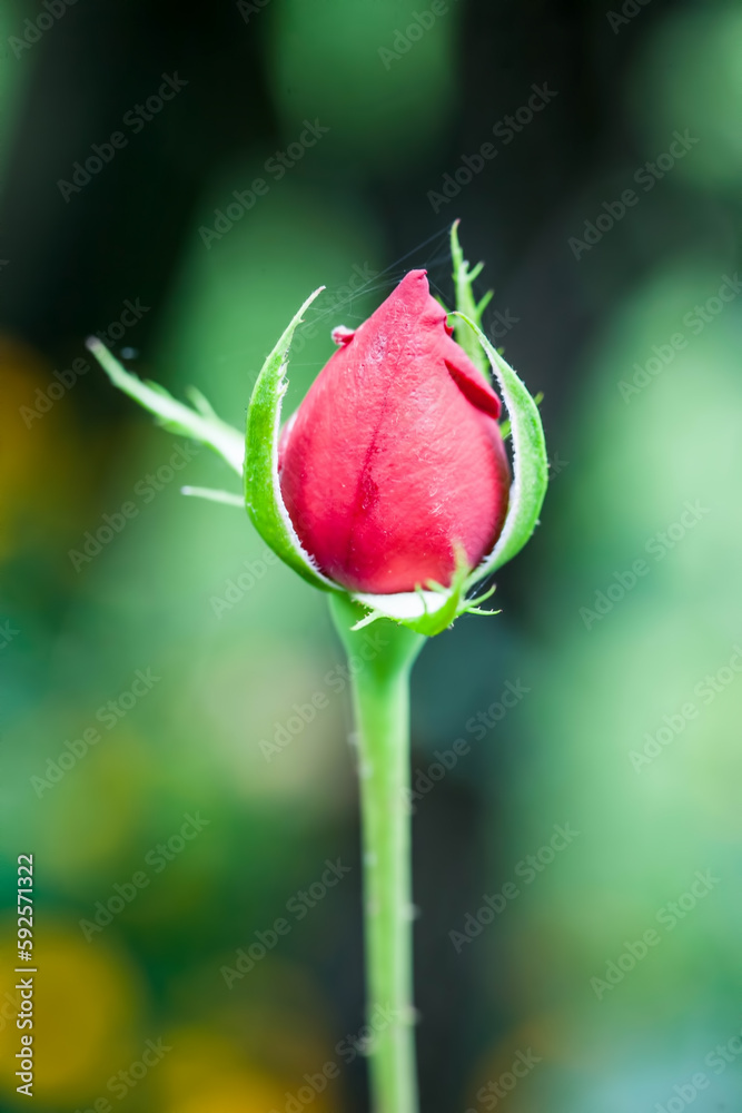 Beautiful flower in spring. Flowers in garden. Beautiful flower in spring. Flowers in garden.