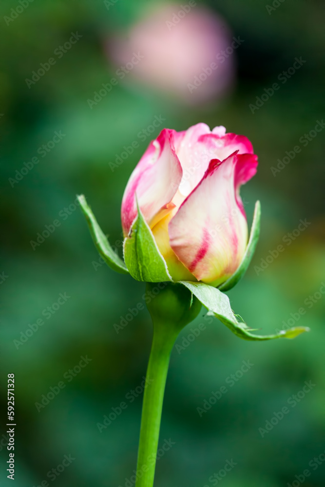 Beautiful flower in spring. Flowers in garden. Beautiful flower in spring. Flowers in garden.