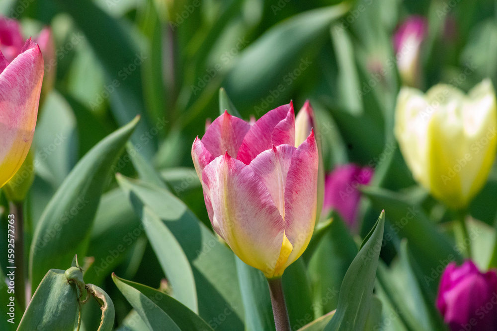 bunch of tulips bunch of tulips