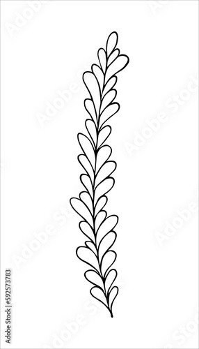 Beautiful hand drawn twig in doodling style.