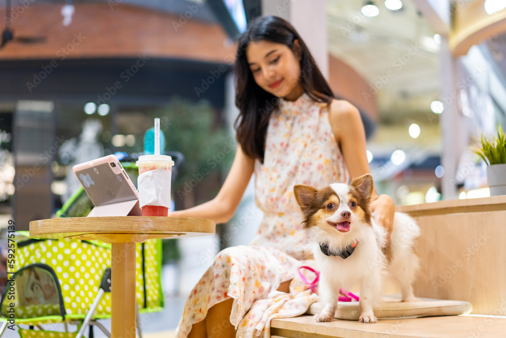 Asian woman working on digital tablet with chihuahua dog at pets friendly cafe shopping mall. Domestic dog and owner enjoy urban lifestyle in the city. Pet parents and work from anywhere concept. Asian woman working on digital tablet with chihuahua dog at pets friendly cafe shopping mall. Domestic dog and owner enjoy urban lifestyle in the city. Pet parents and work from anywhere concept.