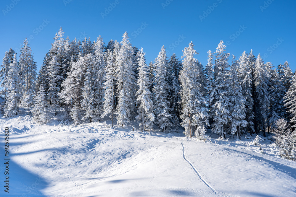 Winter forest in Seefeld, Austria