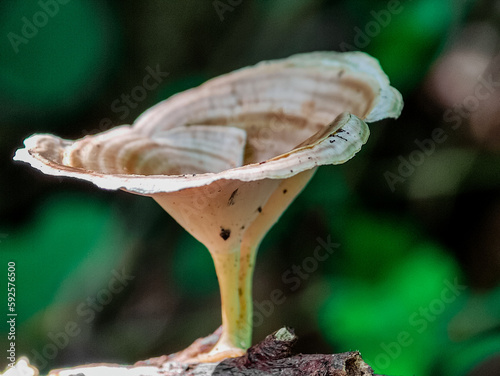 The view of a mushroom called microporus, this type of mushroom is easy for us to find, Indonesia photo