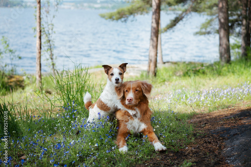 Canvas Print two dogs hugging