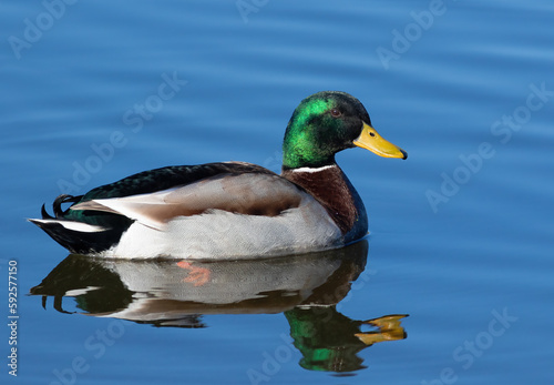 Mallard. A male bird swimming in the river in the early morning, reflecting in the water