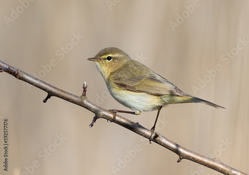 Common chiffchaff, a bird sits on a branch of a bush