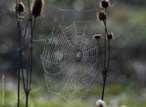 Early spring morning, cobwebs with water droplets