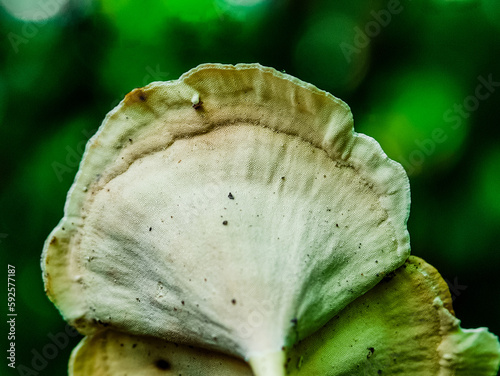 The view of a mushroom called microporus, this type of mushroom is easy for us to find, Indonesia photo
