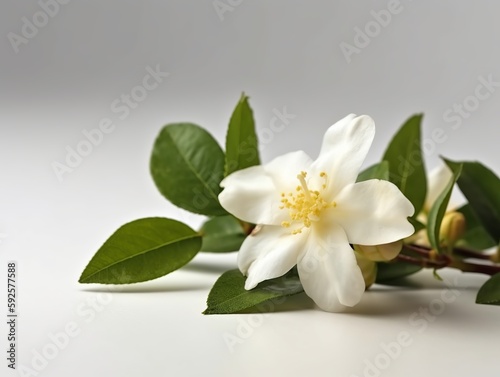 Jasmine flower on white background, suitable for product ads, wedding invitation. Generative ai
