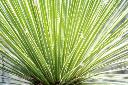 Dasylirion wheeleri - desert mexican plant photo