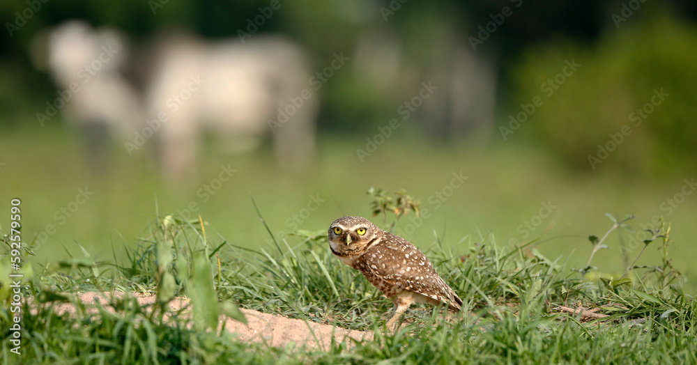 Guira Cuckoo Guira Cuckoo